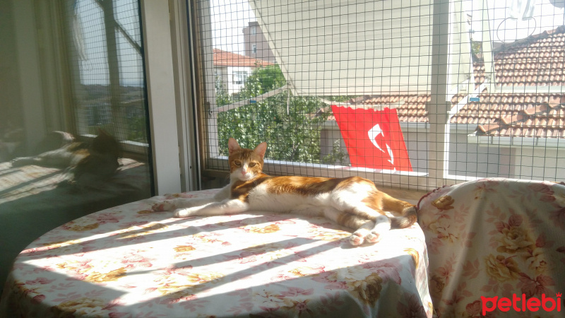 Sarman, Kedi  zibidi fotoğrafı