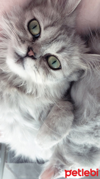 British Shorthair, Kedi  Safiye fotoğrafı