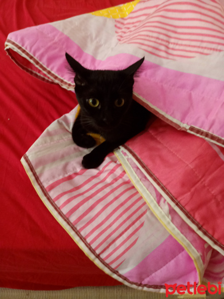 Bombay, Kedi  Gece fotoğrafı