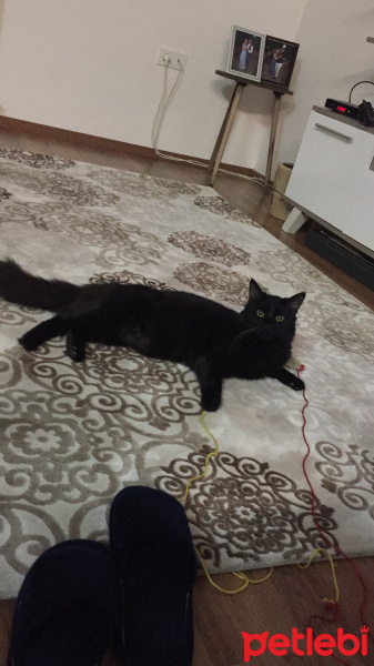 Tekir Kedi, Kedi  Ares fotoğrafı