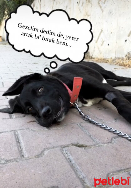 Labrador Retriever, Köpek  KARAM fotoğrafı