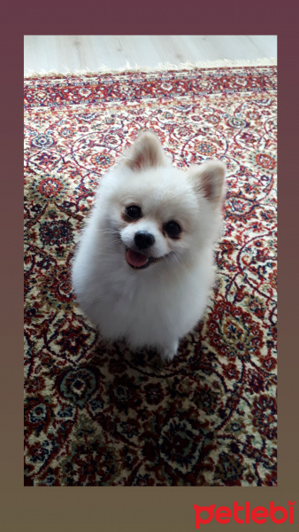 Pomeranyalı, Köpek  Pamuk fotoğrafı