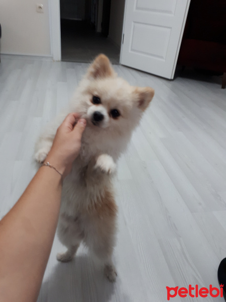 Pomeranyalı, Köpek  Pamuk fotoğrafı