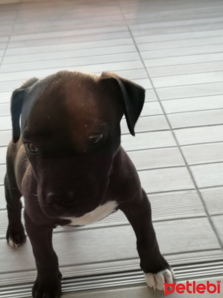 Amerikan Staffordshire Terrier, Köpek  Nameless fotoğrafı