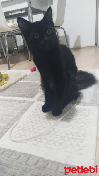 Bombay, Kedi  Böcük fotoğrafı