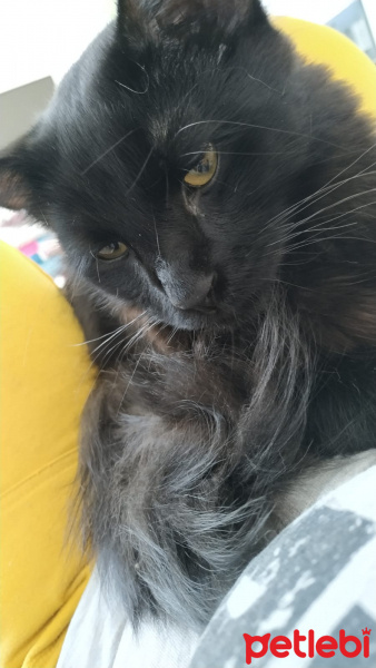 Bombay, Kedi  Böcük fotoğrafı