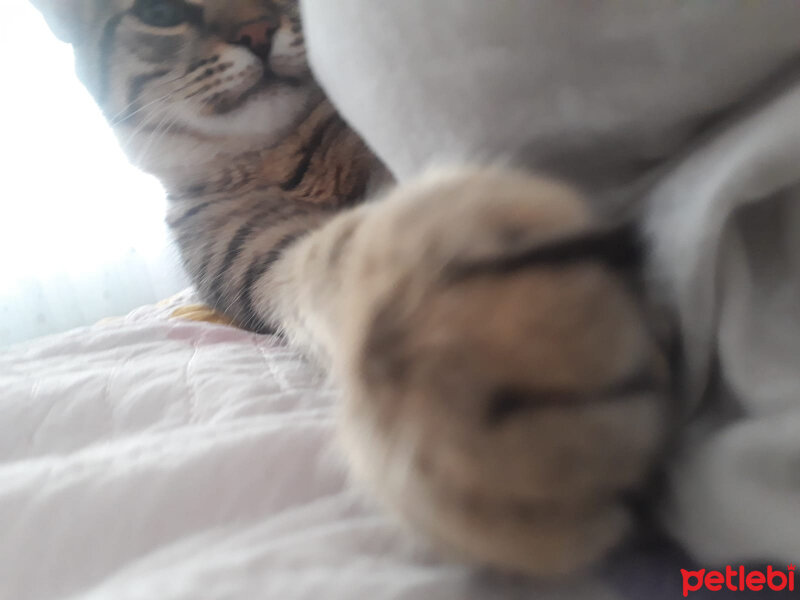 Tekir Kedi, Kedi  ÇAKIL fotoğrafı