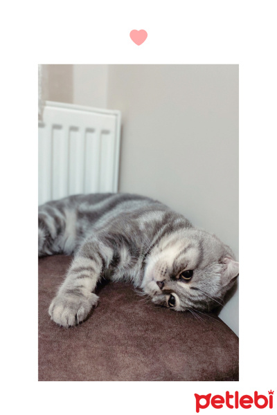 Scottish Fold, Kedi  Kayısı fotoğrafı