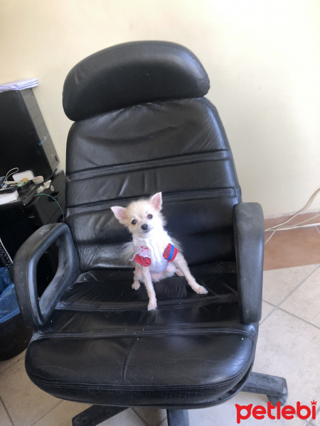 Pomeranyalı, Köpek  Çakıl fotoğrafı