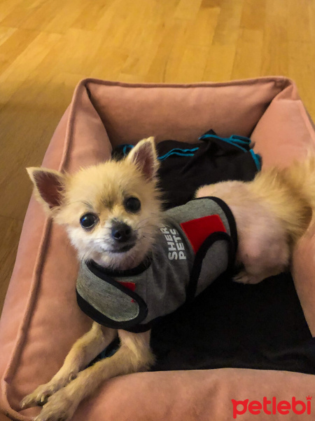 Pomeranyalı, Köpek  Çakıl fotoğrafı