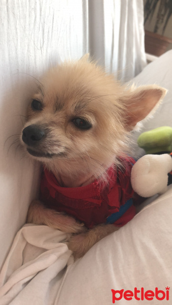 Pomeranyalı, Köpek  Çakıl fotoğrafı