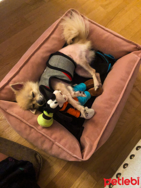 Pomeranyalı, Köpek  Çakıl fotoğrafı
