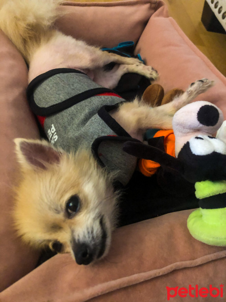 Pomeranyalı, Köpek  Çakıl fotoğrafı