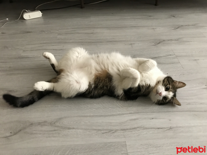Tekir Kedi, Kedi  Gri fotoğrafı