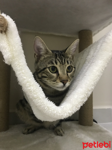 Tekir Kedi, Kedi  Küçük fotoğrafı