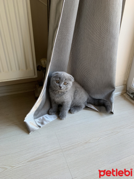 Scottish Fold, Kedi  Leo fotoğrafı