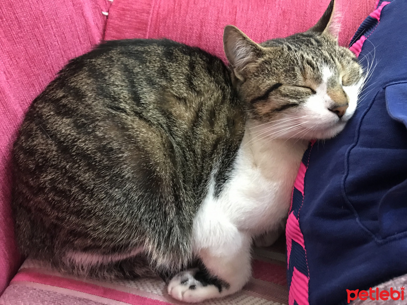 Tekir Kedi, Kedi  Marul fotoğrafı