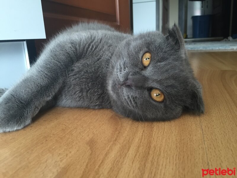 Scottish Fold, Kedi  Poffy fotoğrafı