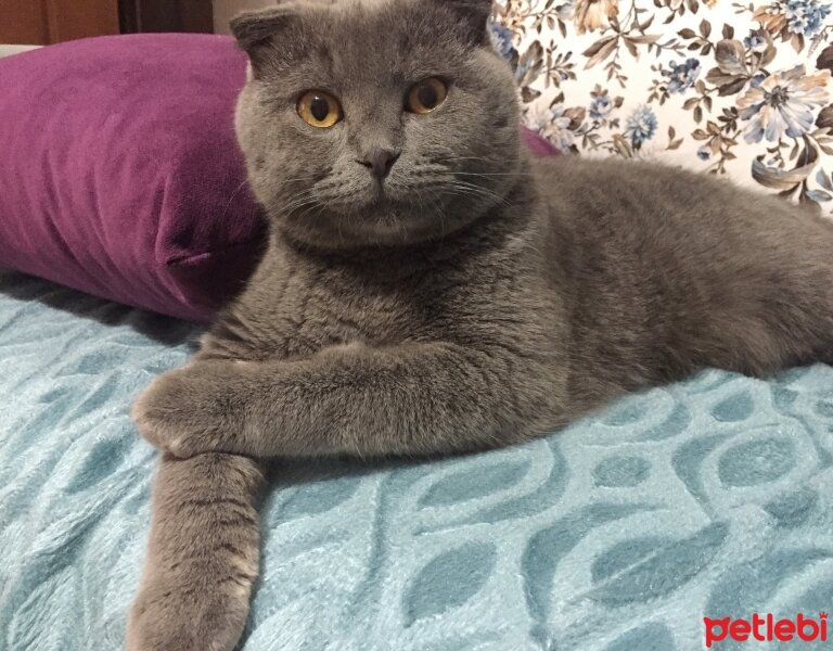 Scottish Fold, Kedi  Poffy fotoğrafı