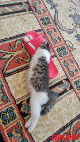 Tekir Kedi, Kedi  kumpir fotoğrafı