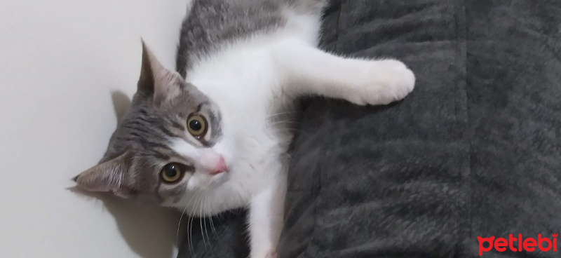 Tekir Kedi, Kedi  Boncuk fotoğrafı