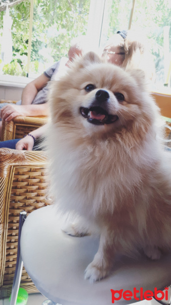 Pomeranyalı, Köpek  Louise fotoğrafı