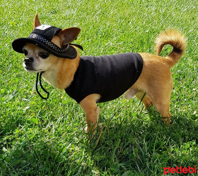 Chihuahua, Köpek  Misket fotoğrafı