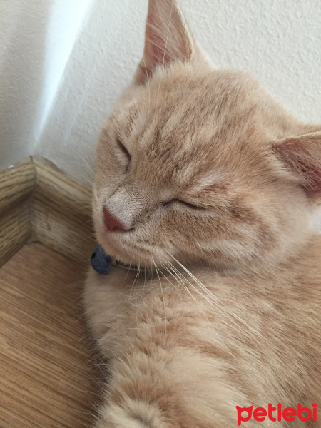 British Shorthair, Kedi  Garfi fotoğrafı