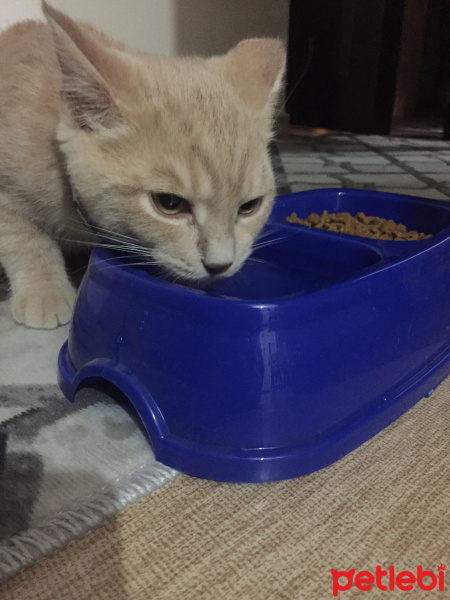 British Shorthair, Kedi  Garfi fotoğrafı