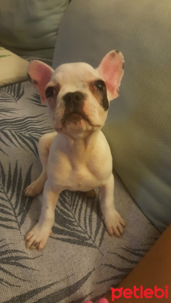Fransız Bulldog, Köpek  Dobby fotoğrafı