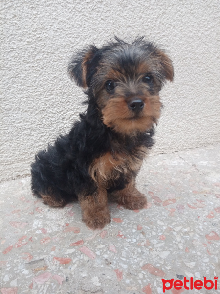 Yorkshire Terrier, Köpek  Ziver fotoğrafı