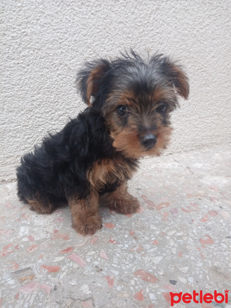 Yorkshire Terrier, Köpek  Ziver fotoğrafı