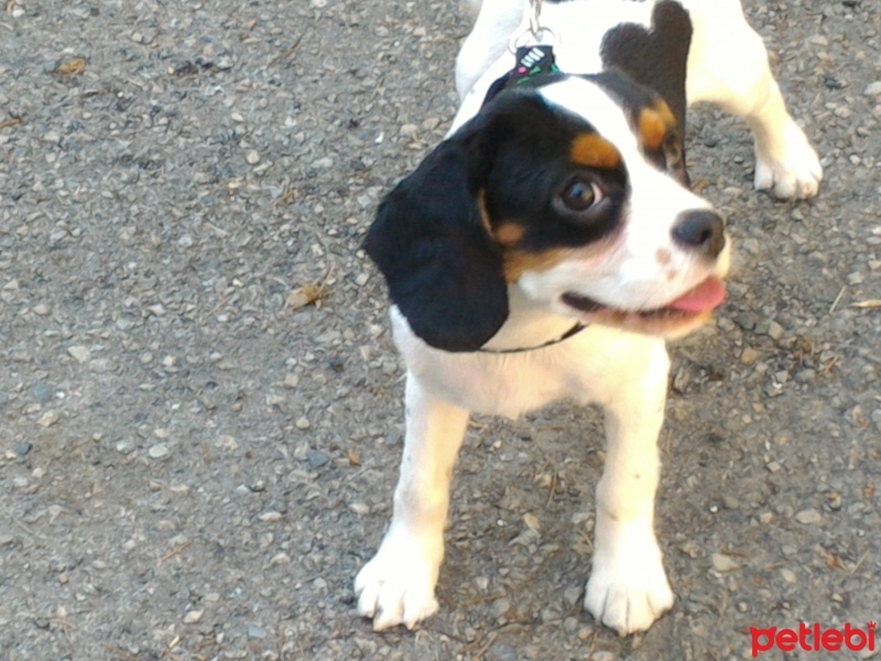 Cavalier King Charles Spanieli, Köpek  Rocky fotoğrafı