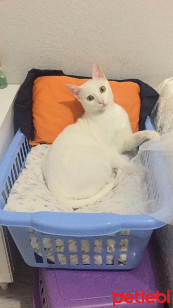 Tekir Kedi, Kedi  Minnoş fotoğrafı