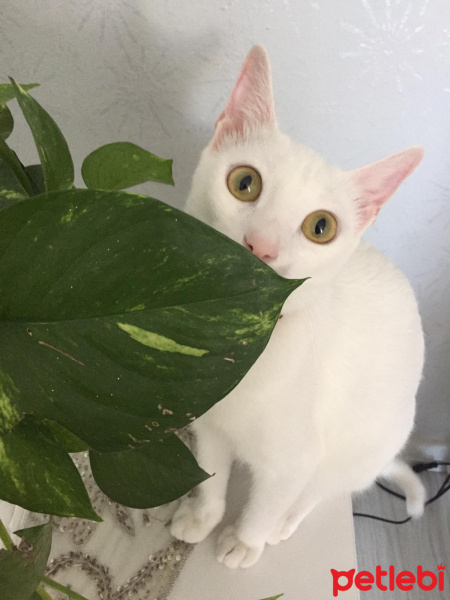 Tekir Kedi, Kedi  Minnoş fotoğrafı