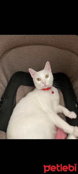 Tekir Kedi, Kedi  Minnoş fotoğrafı