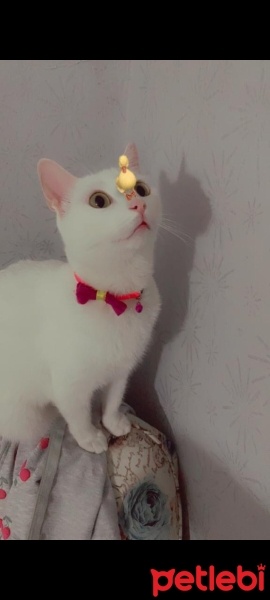 Tekir Kedi, Kedi  Minnoş fotoğrafı