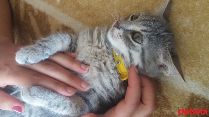 Bombay, Kedi  Gümüş fotoğrafı