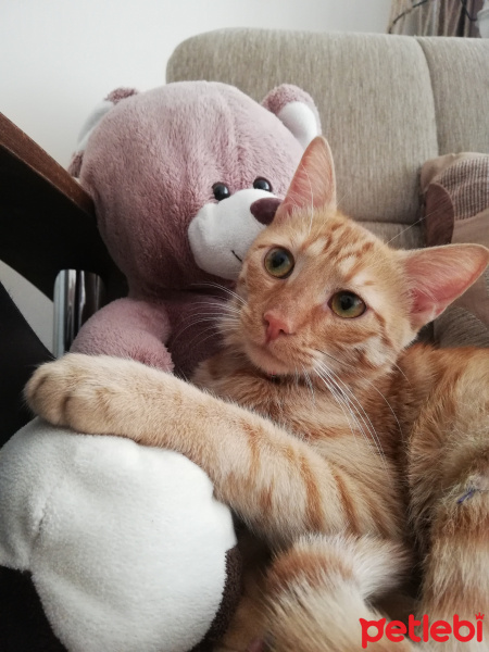 Sarman, Kedi  çeri fotoğrafı