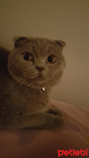 Scottish Fold, Kedi  Şirine fotoğrafı
