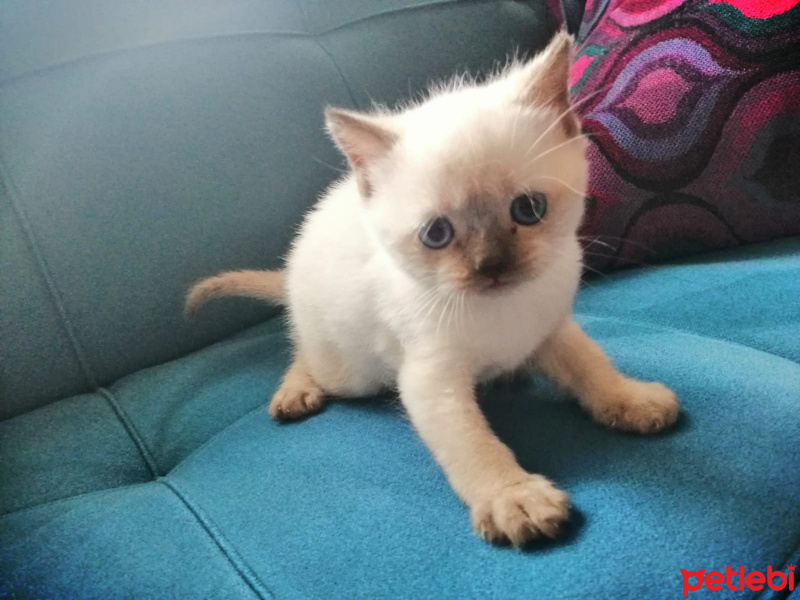 Scottish Fold, Kedi  Thor fotoğrafı