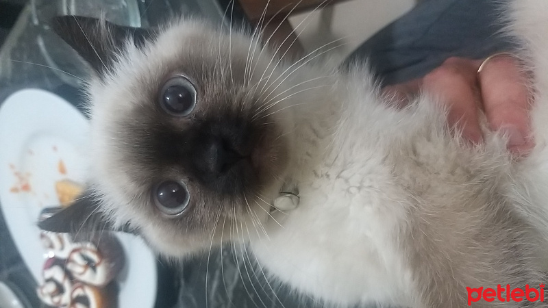 Scottish Fold, Kedi  Thor fotoğrafı