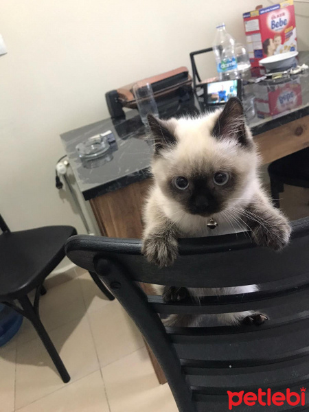 Scottish Fold, Kedi  Thor fotoğrafı