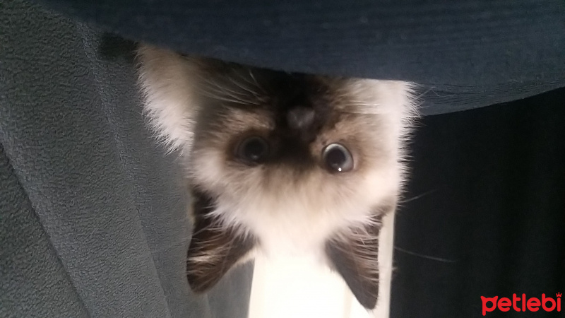 Scottish Fold, Kedi  Thor fotoğrafı