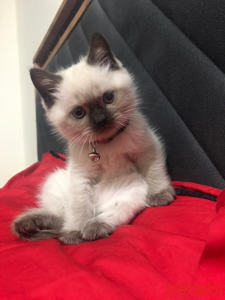 Scottish Fold, Kedi  Thor fotoğrafı
