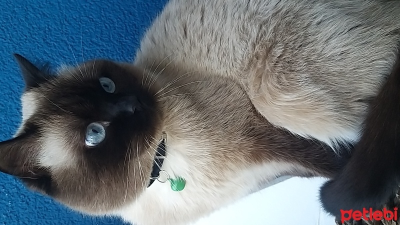 Scottish Fold, Kedi  Thor fotoğrafı