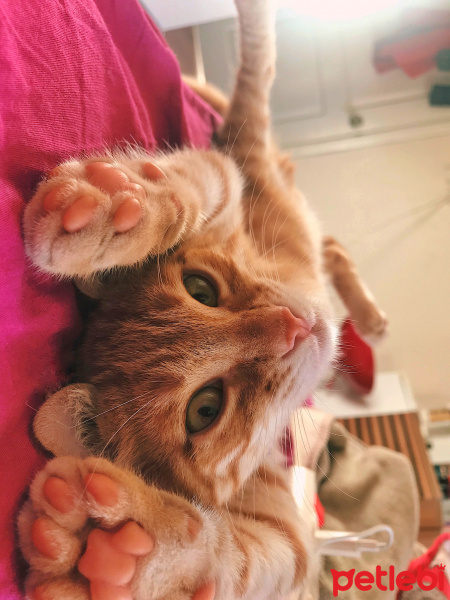 Sarman, Kedi  Lucifer fotoğrafı