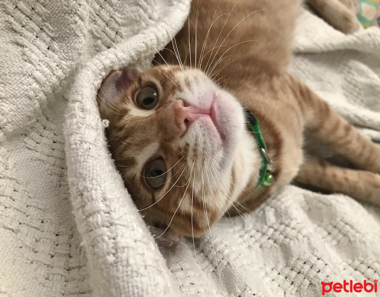 Sarman, Kedi  Lucifer fotoğrafı