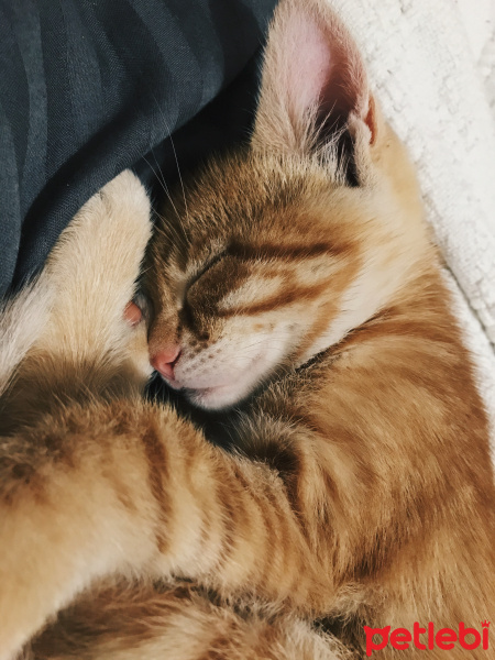 Sarman, Kedi  Lucifer fotoğrafı