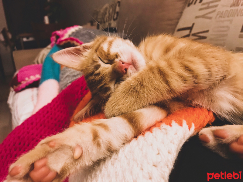 Sarman, Kedi  Lucifer fotoğrafı